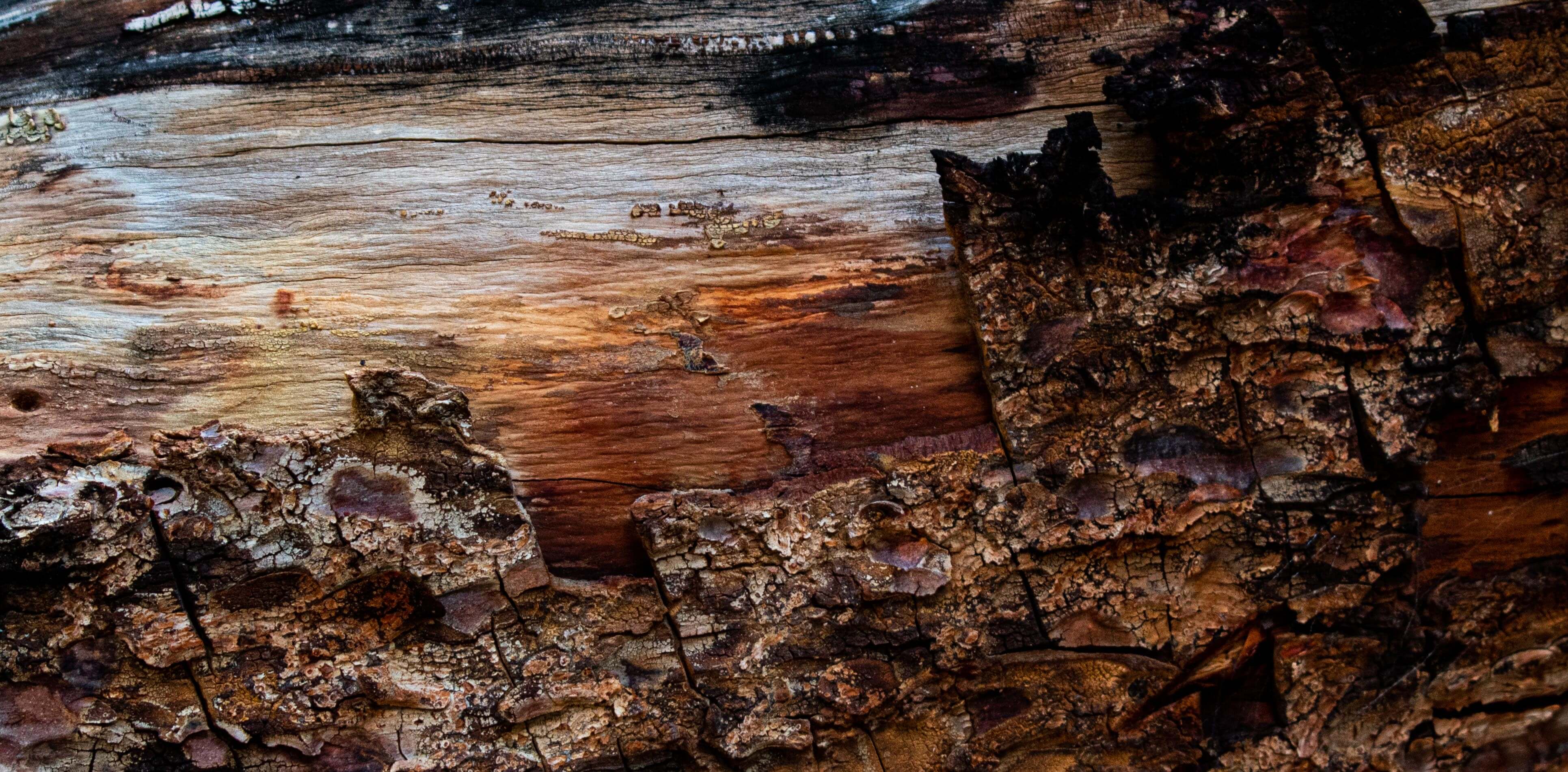 Close-up of peeling tree bark