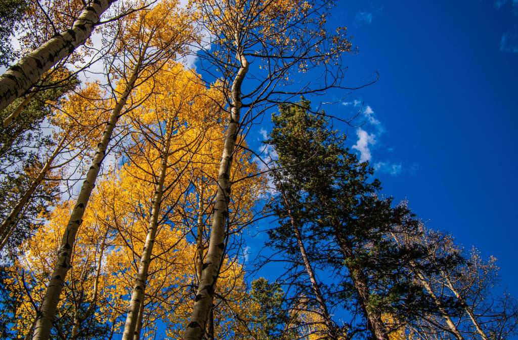 Colorado Aspens against a blue sky